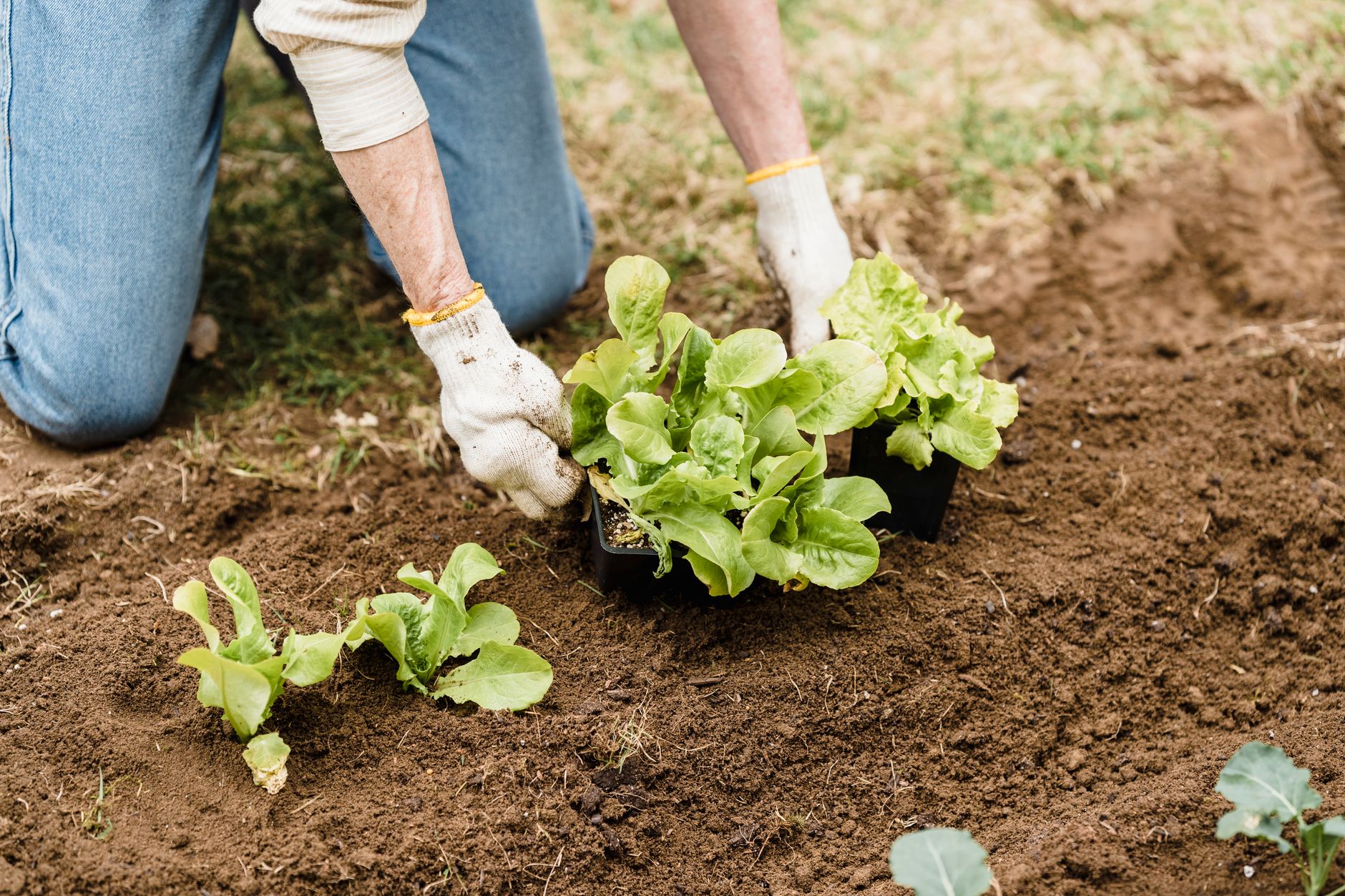 Calendrier de plantation des fruits et légumes au printemps : le vrai coup d’envoi du potager — calendrier de plantation potager