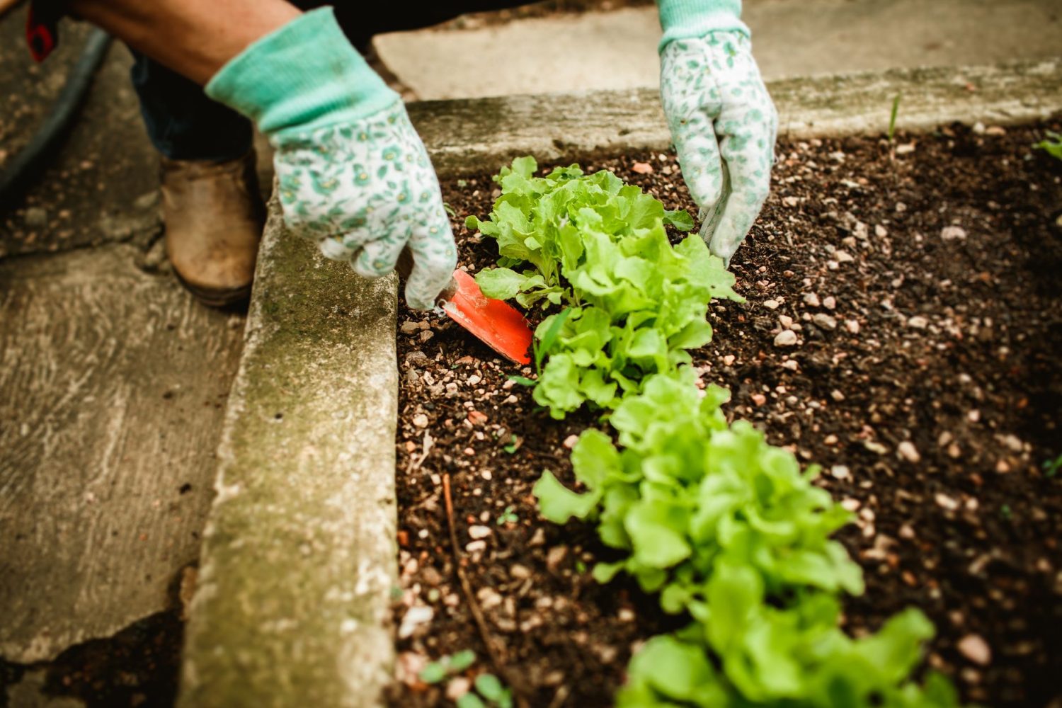 Calendrier de plantation des fruits et légumes : mois par mois au potager